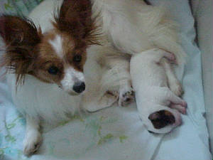 mvc-582fgingerpup4.jpg